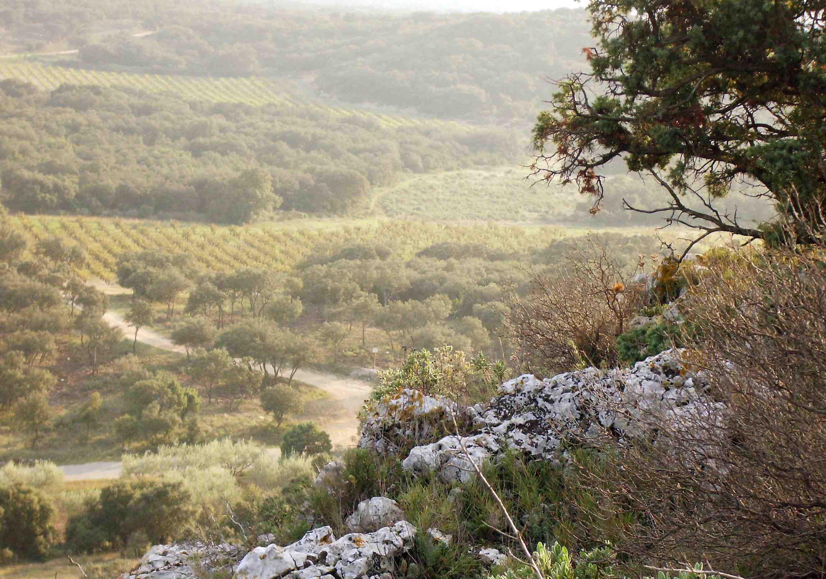 Garrigue